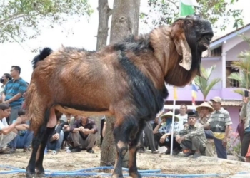 Besok, Ada Festival Kambing di Lapangan Desa Lumbir