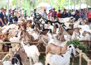 Ratusan Ekor Kambing Ramaikan Festival Kambing Lumbir 2024