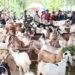 Ratusan Ekor Kambing Ramaikan Festival Kambing Lumbir 2024