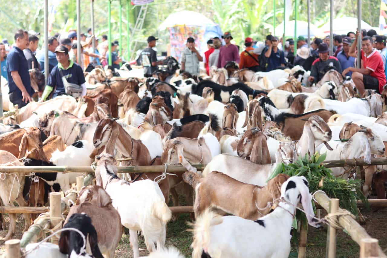 Ratusan Ekor Kambing Ramaikan Festival Kambing Lumbir 2024