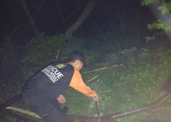 Pramuka Peduli Banyumas Evakuasi Pohon Tumbang Di Kecamatan Sumbang