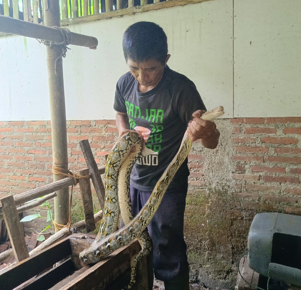Warga Desa Cilongok Diresahkan Oleh Teror Ular Piton