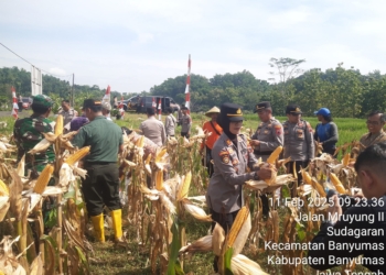 Polresta Banyumas Gelar Panen Raya Jagung untuk Ketahanan Pangan