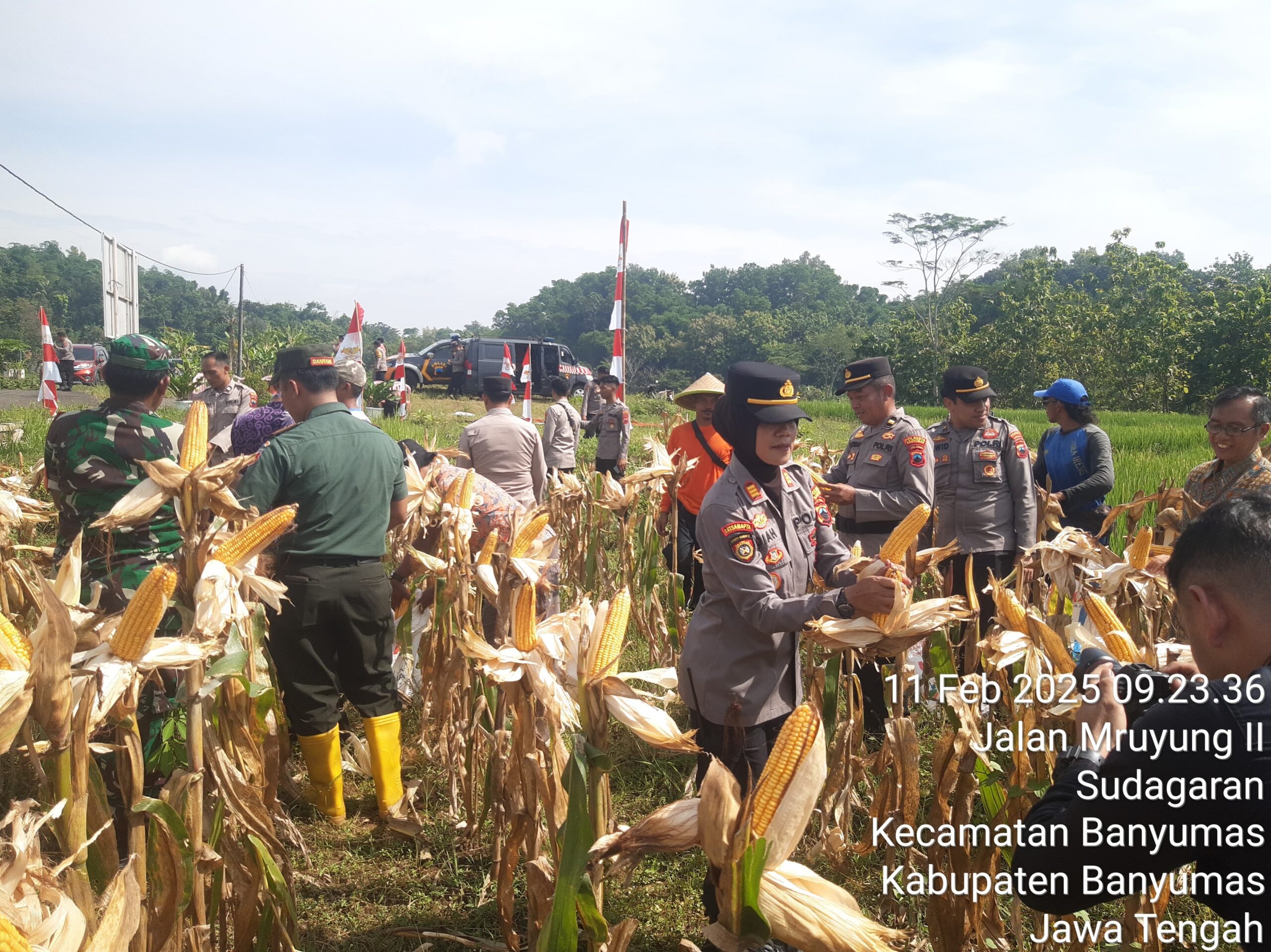 Polresta Banyumas Gelar Panen Raya Jagung untuk Ketahanan Pangan