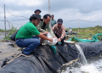 Budidaya Kepiting di Cilacap, Muhammadiyah dan Pemerintah Kolaborasi Berdayakan Masyarakat