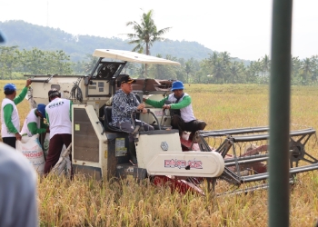 Bupati Sadewo Panen Padi dan Saksikan Penyerapan Gabah oleh Bulog