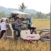 Bupati Sadewo Panen Padi dan Saksikan Penyerapan Gabah oleh Bulog