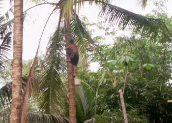 Perlindungan Sosial untuk Penderes Penting, Tapi Jangan Bebani Pengusaha Gula