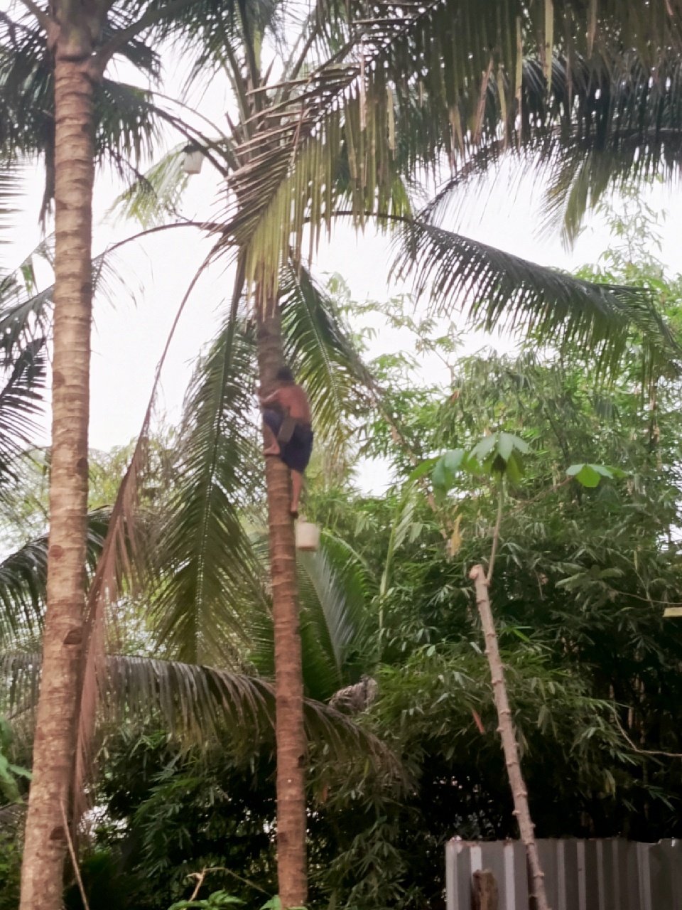 Perlindungan Sosial untuk Penderes Penting, Tapi Jangan Bebani Pengusaha Gula