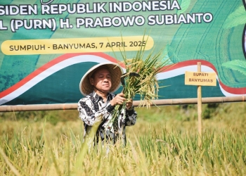 Bupati Banyumas Hadiri Panen Padi Serentak Bersama Presiden RI Secara Daring