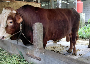 Presiden Prabowo Siapkan Sapi Kurban Seberat 1 Ton di Banyumas, Namanya Bawor