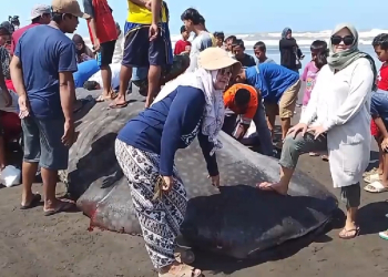 Warga Welahan Wetan Geger, Ikan Hiu Tutul Raksasa Terdampar dan Dipotong untuk Dimakan