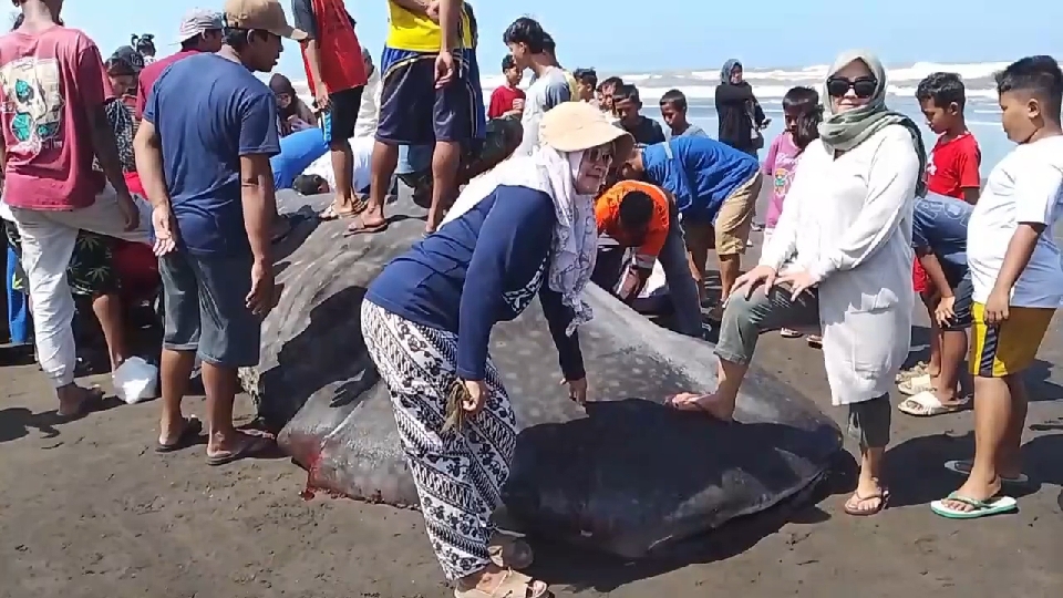 Warga Welahan Wetan Geger, Ikan Hiu Tutul Raksasa Terdampar dan Dipotong untuk Dimakan