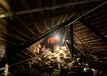 Tim SAR Gabungan Lanjutkan Pencarian Pekerja Tertimbun Reruntuhan Peternakan di Brebes