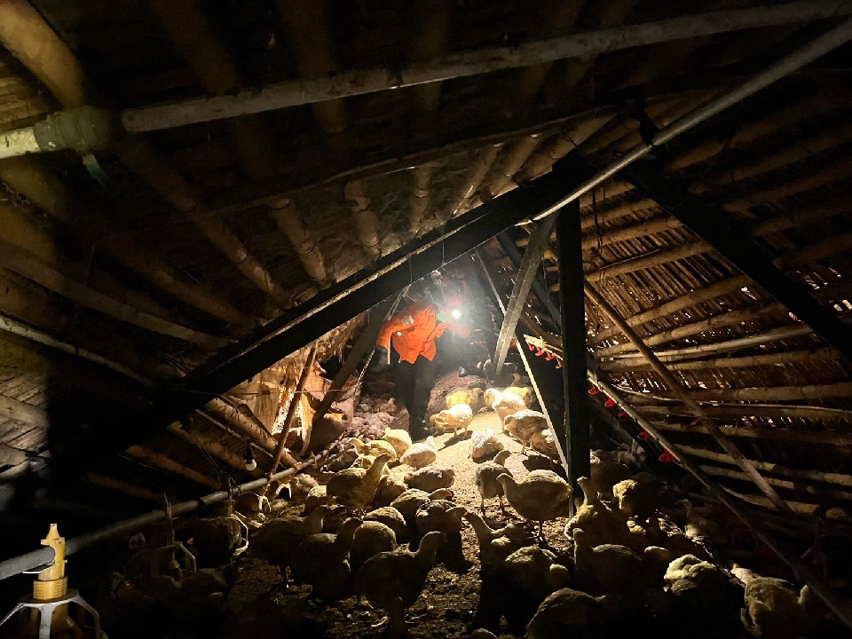 Tim SAR Gabungan Lanjutkan Pencarian Pekerja Tertimbun Reruntuhan Peternakan di Brebes