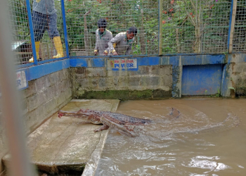 Pawang Buaya Banyumas Gugat BPR, Minta Lelang Aset Rp1,6 Miliar Dibatalkan