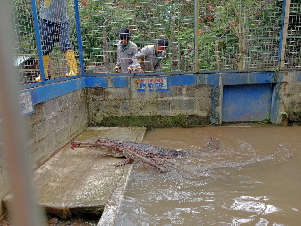 Pawang Buaya Banyumas Gugat BPR, Minta Lelang Aset Rp1,6 Miliar Dibatalkan