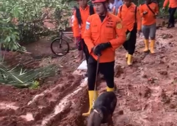 20 Warga Masih Tertimbun, Tim SAR Gabungan di Majenang Kerahkan Anjing Pelacak dan Alat Berat