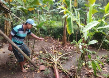 Marak Pencurian Unggas, Warga Dusun Kurung Ayam Cilongok Resah