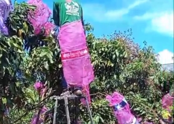 Produktif dan Manis, Klengkeng New Cristal Banyumas Siap Bersaing dengan Impor