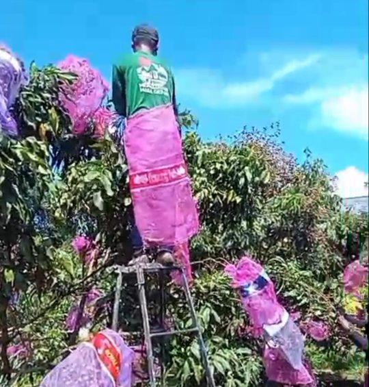 Produktif dan Manis, Klengkeng New Cristal Banyumas Siap Bersaing dengan Impor