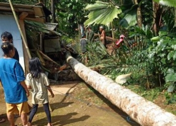 Rumah Warga Cilongok Tertimpa Pohon Kelapa, Seorang Ibu Meninggal Dunia