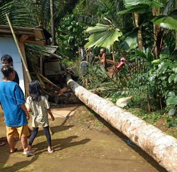 Rumah Warga Cilongok Tertimpa Pohon Kelapa, Seorang Ibu Meninggal Dunia