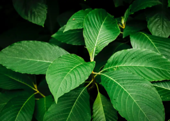 Daun Kratom Jadi Perbincangan, Antara Manfaat dan Kontroversi