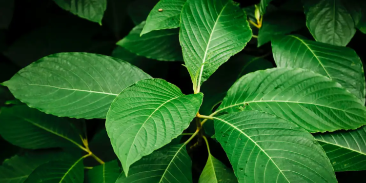Daun Kratom Jadi Perbincangan, Antara Manfaat dan Kontroversi
