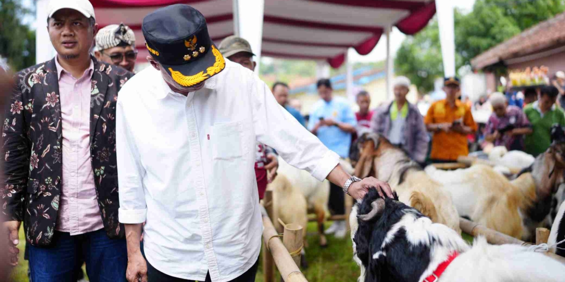 Bibit Unggul Jadi Fokus Festival Kambing Lumbir