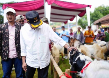 Bibit Unggul Jadi Fokus Festival Kambing Lumbir