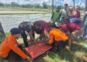 Pingsan di Area Persawahan, Pria 55 Tahun di Kebumen Dievakuasi Tim SAR ke Puskesmas