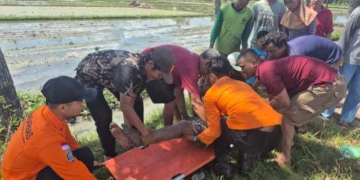 Pingsan di Area Persawahan, Pria 55 Tahun di Kebumen Dievakuasi Tim SAR ke Puskesmas