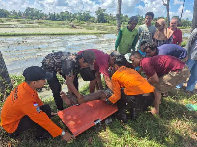 Pingsan di Area Persawahan, Pria 55 Tahun di Kebumen Dievakuasi Tim SAR ke Puskesmas