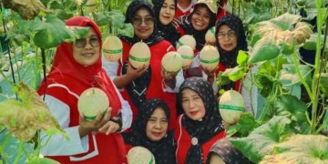 Panen Perdana Melon BUMDes Sokaraja Kidul Tembus 400 Kg, Diserbu Warga untuk Wisata Petik