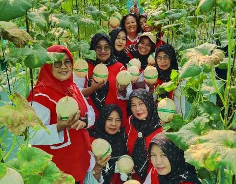 Panen Perdana Melon BUMDes Sokaraja Kidul Tembus 400 Kg, Diserbu Warga untuk Wisata Petik