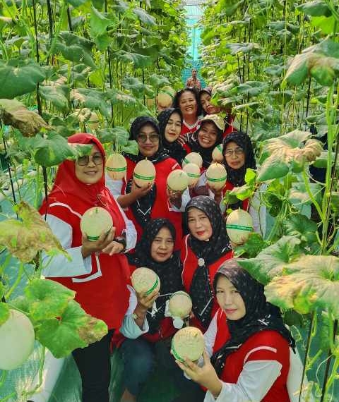 Panen Perdana Melon BUMDes Sokaraja Kidul Tembus 400 Kg, Diserbu Warga untuk Wisata Petik