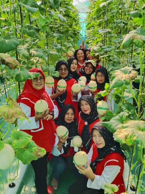 Panen Perdana Melon BUMDes Sokaraja Kidul Tembus 400 Kg, Diserbu Warga untuk Wisata Petik