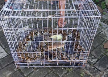 Ular Sanca 3 Meter Masuk Rumah Warga di Perum Ledug Sejahtera, Sempat Dikira Hantaman Kucing