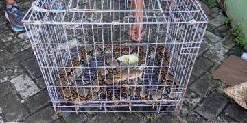 Ular Sanca 3 Meter Masuk Rumah Warga di Perum Ledug Sejahtera, Sempat Dikira Hantaman Kucing