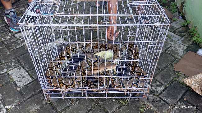 Ular Sanca 3 Meter Masuk Rumah Warga di Perum Ledug Sejahtera, Sempat Dikira Hantaman Kucing