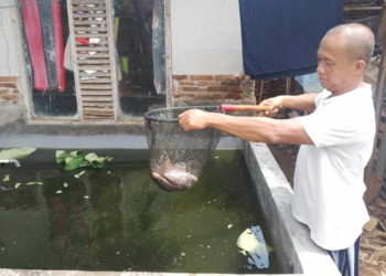 Modal Rp5 Juta, Andes Kini Raup Rezeki dari Ribuan Gurame