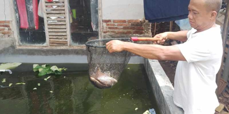 Modal Rp5 Juta, Andes Kini Raup Rezeki dari Ribuan Gurame