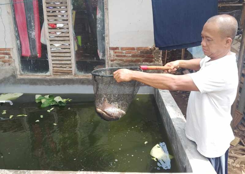 Modal Rp5 Juta, Andes Kini Raup Rezeki dari Ribuan Gurame