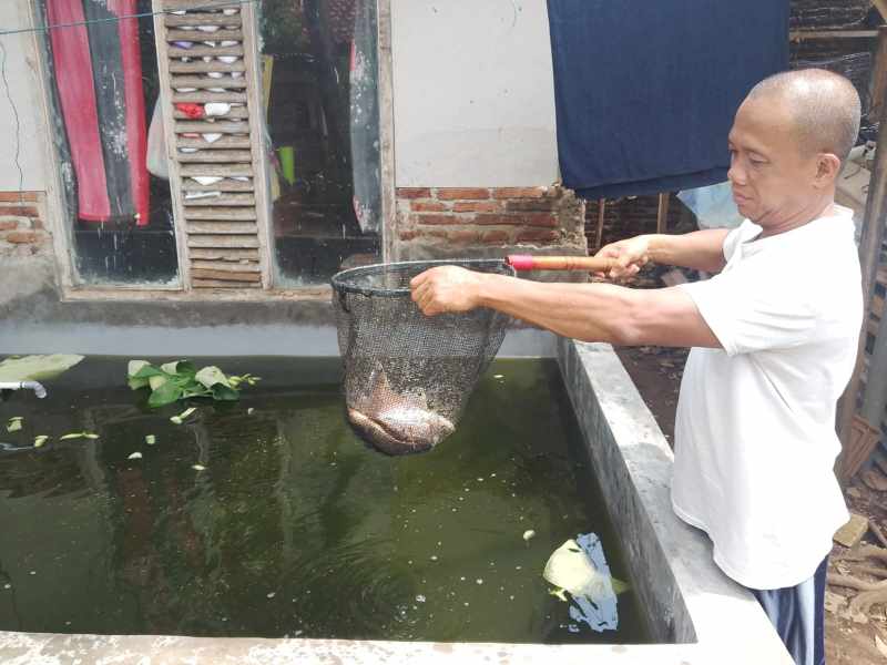 Modal Rp5 Juta, Andes Kini Raup Rezeki dari Ribuan Gurame