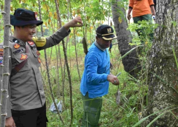 Tak Pakai Racun, Polsek Lumbir dan Petani Gunakan Belerang untuk Gempur Hama Tikus