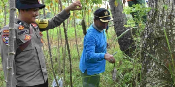 Tak Pakai Racun, Polsek Lumbir dan Petani Gunakan Belerang untuk Gempur Hama Tikus