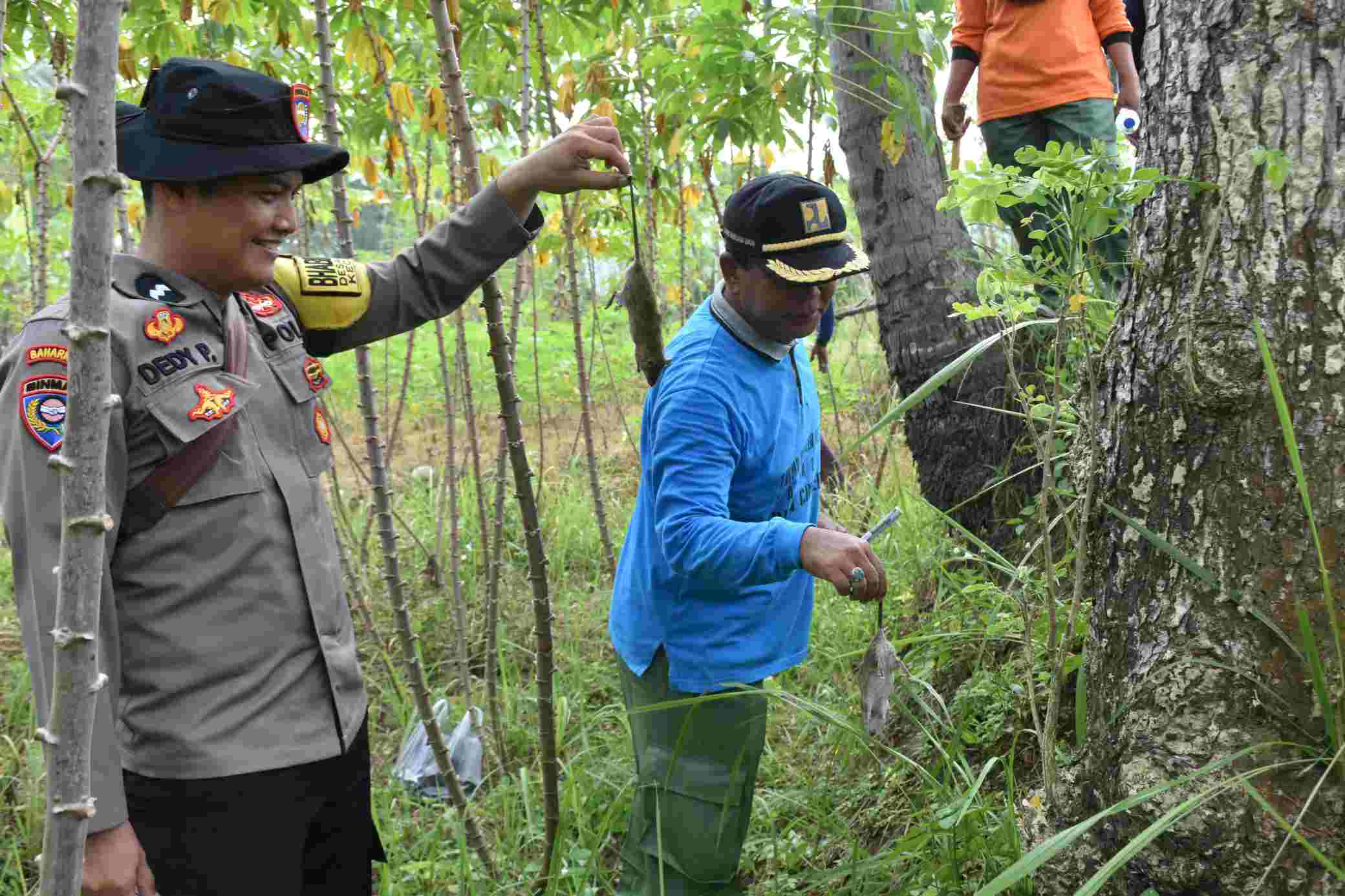 Tak Pakai Racun, Polsek Lumbir dan Petani Gunakan Belerang untuk Gempur Hama Tikus