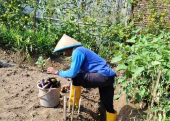 Dari Balik Jeruji ke Lahan Produktif, WBP Rutan Banyumas Panen Terung