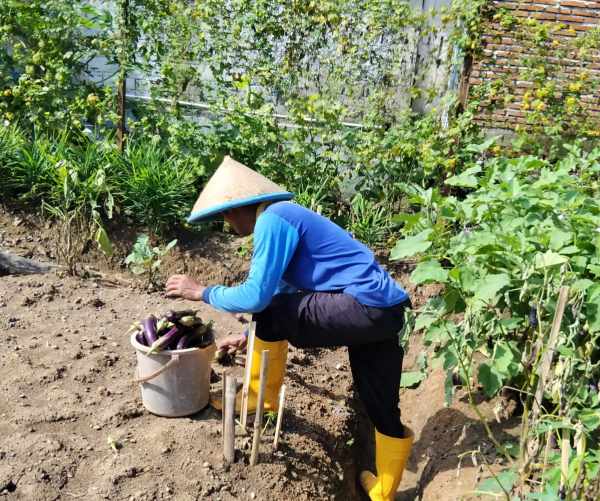 Dari Balik Jeruji ke Lahan Produktif, WBP Rutan Banyumas Panen Terung